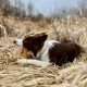 4Dogs žuvacia syrová tyčka Churpi s čučoriedkou veľ. L