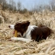 4Dogs žuvacia syrová tyčka Churpi s mätou veľ. M