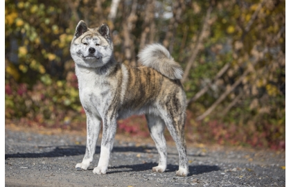 🐶 Akita je důstojný, odvážný a velmi loajální pes. Je to nebojácný a věrný strážce své rodiny. Všechny členy domácnosti a majetek chrání spolehlivě a nekompromisně. Jeho původním posláním bylo chránit majetek a asistovat jako lovecký pes při lovu velké zvěře. Jeho úkolem bylo zaměstnat zvěř a držet ji v šachu až do příchodu lovce. Akita má samostatné rozhodování a jistou dávku svéhlavosti, takže je nezbytný důsledný výcvik, aby pes pochopil své postavení ve smečce a nestal se dominantním. Nové povely chápe a snadno se je učí, ale oproti jiným plemenům je delší prodleva mezi povelem a jeho provedením, takže při výcviku je nutné se obrnit trpělivostí. Hustá srst chrání akitu vůči chladu, ale zástupci této rasy potřebují každodenní úzký kontakt s členy své rodiny a mnohem šťastnější budou doma než venku na zahradě. Akita není pes pro začínající nebo nezkušené chovatele, ale zkušený chovatel v tomto psovi získá věrného, milujícího přítele.  