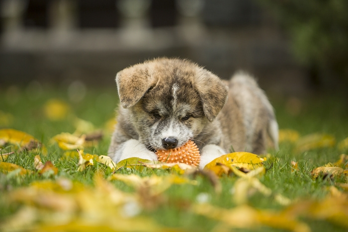 🐶 Akita je důstojný, odvážný a velmi loajální pes. Je to nebojácný a věrný strážce své rodiny.Všechny členy domácnosti a majetek chrání spolehlivě a nekompromisně. Jeho původním posláním bylo chránit majetek a asistovat jako lovecký pes při lovu velké zvěře. Jeho úkolem bylo zaměstnat zvěř a držet ji v šachu až do příchodu lovce. Akita má samostatné rozhodování a jistou dávku svéhlavosti, takže je nezbytný důsledný výcvik, aby pes pochopil své postavení ve smečce a nestal se dominantním. Nové povely chápe a snadno se je učí, ale oproti jiným plemenům je delší prodleva mezi povelem a jeho provedením, takže při výcviku je nutné se obrnit trpělivostí. Hustá srst chrání akitu vůči chladu, ale zástupci této rasy potřebují každodenní úzký kontakt s členy své rodiny a mnohem šťastnější budou doma než venku na zahradě. Akita není pes pro začínající nebo nezkušené chovatele, ale zkušený chovatel v tomto psovi získá věrného, milujícího přítele. 