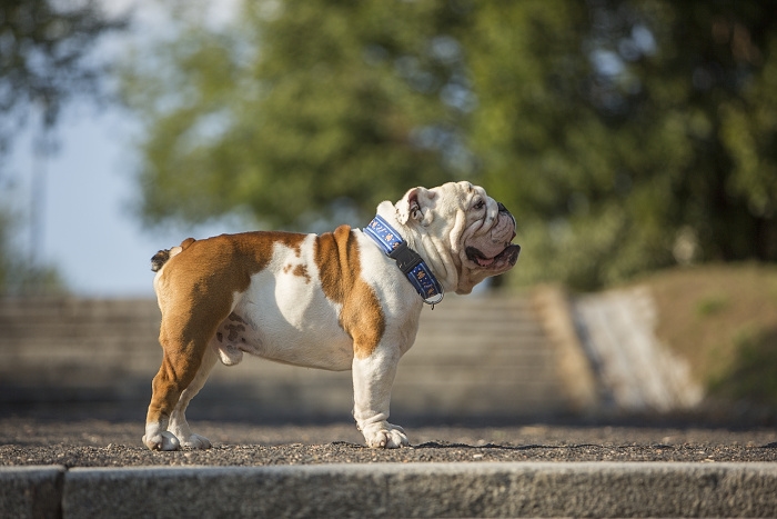 <p class="highlight">🐶 Anglický buldok (Buldok) má natolik jedinečný vzhled, že si jej snad nikdo nemůže splést se psem jiné rasy. </p>
<div>Možná právě díky své jedinečnosti je oblíbeným maskotem různých organizací, sportovních týmů, škol a univerzit. Zejména v Americe se těší velké popularitě a patří mezi nejoblíbenější psí plemena. Přesto to však není pes pro každého. Anglický buldok mívá sklony k mnoha zdravotním komplikacím a rozhodně nepatří mezi dlouhověká plemena. Před jeho pořízením by měl každý chovatel zodpovědně zvážit, zda je ochotný a schopný psovi financovat odpovídající veterinární péči. Mnoha problémům lze předejít koupí štěněte od renomovaných chovatelů. Všechna negativa jsou vyvážena povahovou stránkou psa. Anglický buldok dávno opustil svou „krvavou“ minulost bojového psa. Dnes je to láskyplný, klidný a vyrovnaný pes, který miluje lidskou společnost. Bez nadsázky lze říci, že se z bojovníka stal společník.</div>