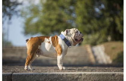 🐶 Anglický buldok (Buldok) má natolik jedinečný vzhled, že si jej snad nikdo nemůže splést se psem jiné rasy.  Možná právě díky své jedinečnosti je oblíbeným maskotem různých organizací, sportovních týmů, škol a univerzit. Zejména v Americe se těší velké popularitě a patří mezi nejoblíbenější psí plemena. Přesto to však není pes pro každého. Anglický buldok mívá sklony k mnoha zdravotním komplikacím a rozhodně nepatří mezi dlouhověká plemena. Před jeho pořízením by měl každý chovatel zodpovědně zvážit, zda je ochotný a schopný psovi financovat odpovídající veterinární péči. Mnoha problémům lze předejít koupí štěněte od renomovaných chovatelů. Všechna negativa jsou vyvážena povahovou stránkou psa. Anglický buldok dávno opustil svou „krvavou“ minulost bojového psa. Dnes je to láskyplný, klidný a vyrovnaný pes, který miluje lidskou společnost. Bez nadsázky lze říci, že se z bojovníka stal společník.