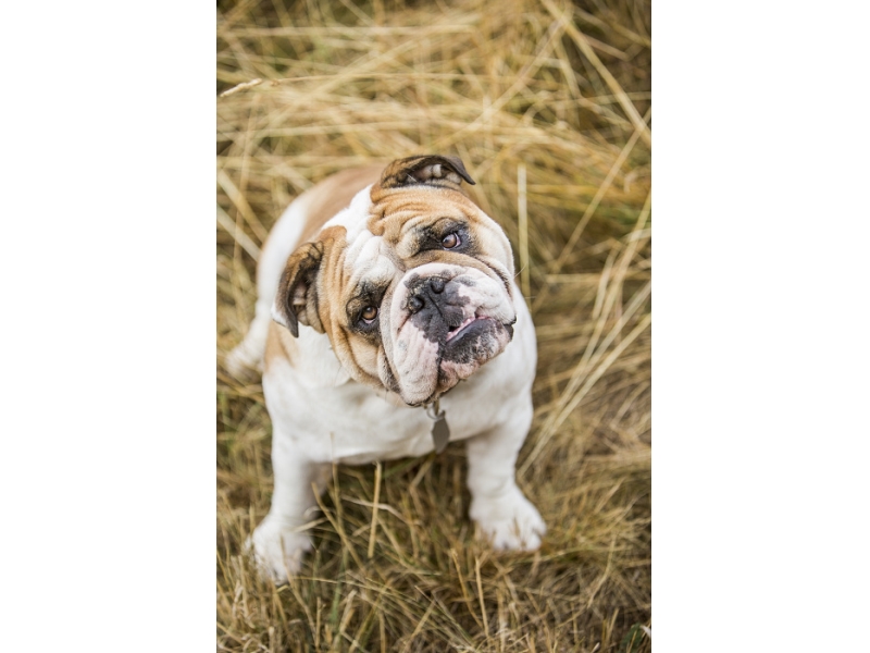 🐶 Anglický buldok (Buldok) má natolik jedinečný vzhled, že si jej snad nikdo nemůže splést se psem jiné rasy. Možná právě díky své jedinečnosti je oblíbeným maskotem různých organizací, sportovních týmů, škol a univerzit. Zejména v Americe se těší velké popularitě a patří mezi nejoblíbenější psí plemena. Přesto to však není pes pro každého. Anglický buldok mívá sklony k mnoha zdravotním komplikacím a rozhodně nepatří mezi dlouhověká plemena. Před jeho pořízením by měl každý chovatel zodpovědně zvážit, zda je ochotný a schopný psovi financovat odpovídající veterinární péči. Mnoha problémům lze předejít koupí štěněte od renomovaných chovatelů. Všechna negativa jsou vyvážena povahovou stránkou psa. Anglický buldok dávno opustil svou „krvavou“ minulost bojového psa. Dnes je to láskyplný, klidný a vyrovnaný pes, který miluje lidskou společnost. Bez nadsázky lze říci, že se z bojovníka stal společník.