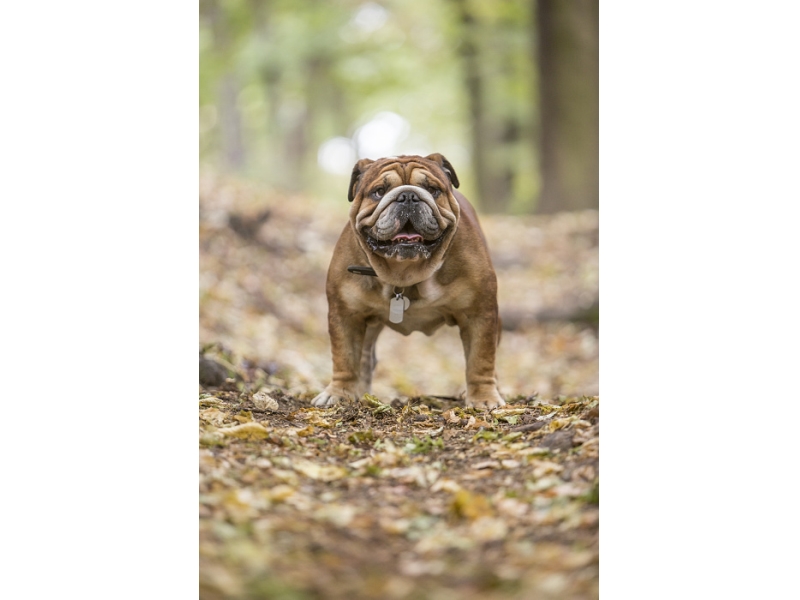 🐶 Anglický buldok (Buldok) má natolik jedinečný vzhled, že si jej snad nikdo nemůže splést se psem jiné rasy. Možná právě díky své jedinečnosti je oblíbeným maskotem různých organizací, sportovních týmů, škol a univerzit. Zejména v Americe se těší velké popularitě a patří mezi nejoblíbenější psí plemena. Přesto to však není pes pro každého. Anglický buldok mívá sklony k mnoha zdravotním komplikacím a rozhodně nepatří mezi dlouhověká plemena. Před jeho pořízením by měl každý chovatel zodpovědně zvážit, zda je ochotný a schopný psovi financovat odpovídající veterinární péči. Mnoha problémům lze předejít koupí štěněte od renomovaných chovatelů. Všechna negativa jsou vyvážena povahovou stránkou psa. Anglický buldok dávno opustil svou „krvavou“ minulost bojového psa. Dnes je to láskyplný, klidný a vyrovnaný pes, který miluje lidskou společnost. Bez nadsázky lze říci, že se z bojovníka stal společník.