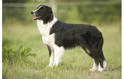 🐶 Australský ovčák má klidnou, vyrovnanou povahu a své rodině je mimořádně loajální a oddaný. Australský ovčák je skvělé všestranné pracovní plemeno a výborný rodinný společník, ale pouze za předpokladu, že žije v aktivní rodině.  Australský ovčák je velmi inteligentní, energický pracovní pes se silně vyvinutým smyslem pro pasení a hlídání. Vůči cizím lidem bývá rezervovaný, ale bez známek agrese.  