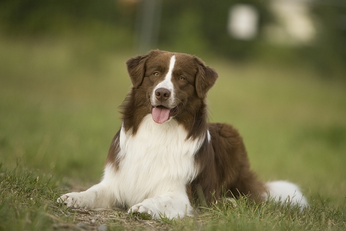 🐶 Australský ovčák má klidnou, vyrovnanou povahu a své rodině je mimořádně loajální a oddaný. Australský ovčák je skvělé všestranné pracovní plemeno a výborný rodinný společník, ale pouze za předpokladu, že žije v aktivní rodině.  Australský ovčák je velmi inteligentní, energický pracovní pes se silně vyvinutým smyslem pro pasení a hlídání. Vůči cizím lidem bývá rezervovaný, ale bez známek agrese.  