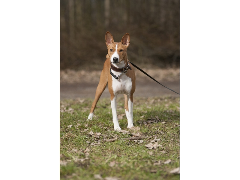 <p class="highlight">🐶 Basenji je středně velký inteligentní, nezávislý pes, který je velmi přítulný ke svému pánovi, ale vůči cizím bývá ostražitý. </p><div>Zvláštností je, že tito psi neumí štěkat, ale vydávají směs různých zvuků připomínajících smích a jódlování. Basenji není plemenem pro každého. Potřebuje trpělivého pána se smyslem pro humor. Pána, který ocení jeho vlastnosti a bude tolerovat jeho lumpárny.     Dříve byl chován jako lovecký pes, ale dnes je to především aktivní společník. Vynikat bude v psích sportech kde uplatní svou inteligenci, rychlost či vynikající stopařské schopnosti. Je také skvělým společníkem pro běžce nebo cyklisty, ale ve volném prostoru by měl být vždy na vodítku. Basenji má velmi silné lovecké instinkty a bez váhání se vrhá za svou kořistí. Ideálním životním prostředím je pro něj dům nebo byt. Rozhodně nemůže být chován celoročně venku, protože má horší toleranci na chlad. Naopak horko snáší dobře.  </div>