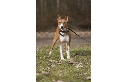 🐶 Basenji je středně velký inteligentní, nezávislý pes, který je velmi přítulný ke svému pánovi, ale vůči cizím bývá ostražitý. Zvláštností je, že tito psi neumí štěkat, ale vydávají směs různých zvuků připomínajících smích a jódlování. Basenji není plemenem pro každého. Potřebuje trpělivého pána se smyslem pro humor. Pána, který ocení jeho vlastnosti a bude tolerovat jeho lumpárny.     Dříve byl chován jako lovecký pes, ale dnes je to především aktivní společník. Vynikat bude v psích sportech kde uplatní svou inteligenci, rychlost či vynikající stopařské schopnosti. Je také skvělým společníkem pro běžce nebo cyklisty, ale ve volném prostoru by měl být vždy na vodítku. Basenji má velmi silné lovecké instinkty a bez váhání se vrhá za svou kořistí. Ideálním životním prostředím je pro něj dům nebo byt. Rozhodně nemůže být chován celoročně venku, protože má horší toleranci na chlad. Naopak horko snáší dobře.  