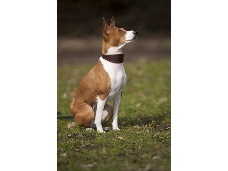 🐶 Basenji je středně velký inteligentní, nezávislý pes, který je velmi přítulný ke svému pánovi, ale vůči cizím bývá ostražitý. Zvláštností je, že tito psi neumí štěkat, ale vydávají směs různých zvuků připomínajících smích a jódlování. Basenji není plemenem pro každého. Potřebuje trpělivého pána se smyslem pro humor. Pána, který ocení jeho vlastnosti a bude tolerovat jeho lumpárny.     Dříve byl chován jako lovecký pes, ale dnes je to především aktivní společník. Vynikat bude v psích sportech kde uplatní svou inteligenci, rychlost či vynikající stopařské schopnosti. Je také skvělým společníkem pro běžce nebo cyklisty, ale ve volném prostoru by měl být vždy na vodítku. Basenji má velmi silné lovecké instinkty a bez váhání se vrhá za svou kořistí. Ideálním životním prostředím je pro něj dům nebo byt. Rozhodně nemůže být chován celoročně venku, protože má horší toleranci na chlad. Naopak horko snáší dobře.  
