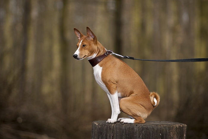 🐶 Basenji je středně velký inteligentní, nezávislý pes, který je velmi přítulný ke svému pánovi, ale vůči cizím bývá ostražitý. Zvláštností je, že tito psi neumí štěkat, ale vydávají směs různých zvuků připomínajících smích a jódlování. Basenji není plemenem pro každého. Potřebuje trpělivého pána se smyslem pro humor. Pána, který ocení jeho vlastnosti a bude tolerovat jeho lumpárny.     Dříve byl chován jako lovecký pes, ale dnes je to především aktivní společník. Vynikat bude v psích sportech kde uplatní svou inteligenci, rychlost či vynikající stopařské schopnosti. Je také skvělým společníkem pro běžce nebo cyklisty, ale ve volném prostoru by měl být vždy na vodítku. Basenji má velmi silné lovecké instinkty a bez váhání se vrhá za svou kořistí. Ideálním životním prostředím je pro něj dům nebo byt. Rozhodně nemůže být chován celoročně venku, protože má horší toleranci na chlad. Naopak horko snáší dobře.  