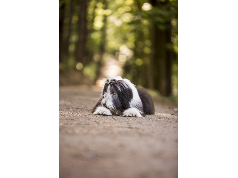 🐶 Bearded kolie - původně ovčácký pes, dnes především aktivní společník. Bearded kolie je středně velký pes s dlouhou srstí. Je vhodná pro aktivní majitele, kteří chtějí chytrého, vynalézavého a temperamentního psa s dobrým sebevědomím a přátelskou povahou. Pokud si chcete pořídit bearded kolii do bytu, je potřeba počítat s tím, že velice rády a hodně štěkají. Štěkot je jejich komunikačním prostředkem a doprovází většinu jejich činností. Pokud nemáte chápavé a tolerantní sousedy, stojí za zvážení, zda nedat při výběru přednost psovi jiné rasy. Bearded kolie je inteligentní pes, který se snadno naučí novým povelům a dovednostem. Výcvik musí být zásadně pozitivní, bez křiku a trestů. Pokud se rozčílíte, bude se Váš pes držet na „distanc“ dokud se neuklidníte. Jiná zvířata včetně dalších psů snáší vousáč bez problémů a ochotně si s nimi bude hrát. Srst bearded kolie vyžaduje pravidelnou péči, která však není přehnaně náročná. 