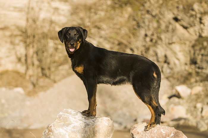 <p class="highlight">🐶 Beauceron je velký, nenáročný ovčácký pes, původem z Francie. </p><div>Na první pohled se velmi podobá dobrmanovi, ale ve srovnání s ním má pevnější a mohutnější stavbu těla. Beauceron je všestranný pes, který se osvědčil nejen při práci se stádem, ale velmi dobře se uplatní také jako hlídač nebo služební pes. Jeho velkou předností je dobrý charakter a vyrovnaná povaha. Svému pánovi a celé jeho rodině je velmi oddaný. Beauceron potřebuje dobrý výcvik a pevné vedení. Každodenně potřebuje zaměstnat nejen tělo, ale i mysl. Beaucerona můžete zapojit do většiny psích sportů. Protože má rád pohyb a volné prostory, bude pro něj nejlepší život na venkově nebo na předměstí. Hustá srst mu poskytuje dostatečnou ochranu před nepřízni počasí a beaucerona můžete bez obav držet celoročně venku.</div><div> </div>