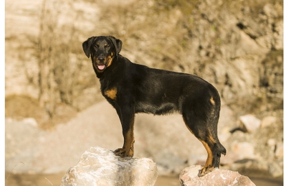 🐶 Beauceron je velký, nenáročný ovčácký pes, původem z Francie. Na první pohled se velmi podobá dobrmanovi, ale ve srovnání s ním má pevnější a mohutnější stavbu těla. Beauceron je všestranný pes, který se osvědčil nejen při práci se stádem, ale velmi dobře se uplatní také jako hlídač nebo služební pes. Jeho velkou předností je dobrý charakter a vyrovnaná povaha. Svému pánovi a celé jeho rodině je velmi oddaný. Beauceron potřebuje dobrý výcvik a pevné vedení. Každodenně potřebuje zaměstnat nejen tělo, ale i mysl. Beaucerona můžete zapojit do většiny psích sportů. Protože má rád pohyb a volné prostory, bude pro něj nejlepší život na venkově nebo na předměstí. Hustá srst mu poskytuje dostatečnou ochranu před nepřízni počasí a beaucerona můžete bez obav držet celoročně venku. 