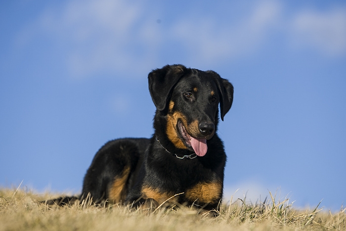 🐶 Beauceron je velký, nenáročný ovčácký pes, původem z Francie. Na první pohled se velmi podobá dobrmanovi, ale ve srovnání s ním má pevnější a mohutnější stavbu těla. Beauceron je všestranný pes, který se osvědčil nejen při práci se stádem, ale velmi dobře se uplatní také jako hlídač nebo služební pes. Jeho velkou předností je dobrý charakter a vyrovnaná povaha. Svému pánovi a celé jeho rodině je velmi oddaný. Beauceron potřebuje dobrý výcvik a pevné vedení. Každodenně potřebuje zaměstnat nejen tělo, ale i mysl. Beaucerona můžete zapojit do většiny psích sportů. Protože má rád pohyb a volné prostory, bude pro něj nejlepší život na venkově nebo na předměstí. Hustá srst mu poskytuje dostatečnou ochranu před nepřízni počasí a beaucerona můžete bez obav držet celoročně venku. 