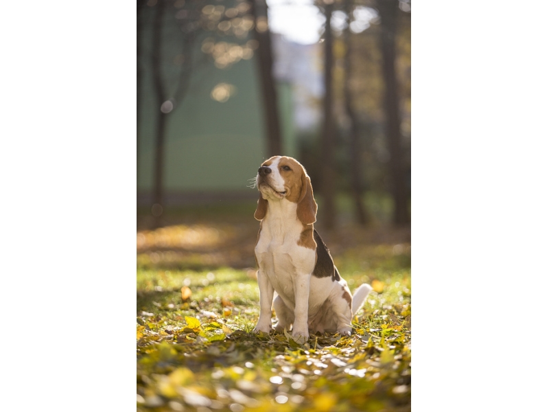 🐶 Bígl je přátelský, temperamentní pes, vyžadující pohyb a zaměstnání. Bíglové mají skvělý čich. Jednou byl Bígl někým označen jako nos s nohama. Jejich nos ovládá jejich mozek a pokud zachytí zajímavý pach nebo stopu, nic jiného v jejich světě pro ně neexistuje. Jsou to mlsní jedlíci a budou se přežírat, pokud k tomu dostanou příležitost. Zástupci tohoto psího plemene rádi a často štěkají, což může vést ke stížnostem sousedů. Věnujte proto čas správnému výcviku a výchově svého psa. Bígl je smečkové zvíře, má klidnou vyrovnanou povahu bez známek agresivity a velmi dobře se snáší s cizími lidmi, dětmi a přátelský a tolerantní je i vůči ostatním zvířatům. Pro svůj skvělý čich je v dnešní době často využíván jako služební plemeno například na letištích, celnicích nebo pro vyhledávání osob. Největší popularitu si ale získal jako rodinný přítel a společník.  