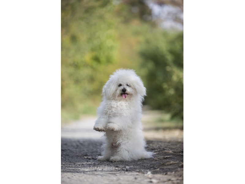🐶 Boloňský psík je malý, veselý, podnikavý pes, který je velmi chytrý a sympatický. Má rád společnost svého pána a je to vhodný společník jak pro seniory, tak pro rodiny s dětmi. Tento pes může být chován i v rodině s alergiky, protože jeho srst nelíná a strukturou se podobá vlasům. Boloňáček je společenský pes, který miluje mazlení a nerad zůstává o samotě. Je předurčen k chování v bytech. Přestože má rád dlouhé procházky, je nenáročný a ochotně se přizpůsobí aktivitě a rytmu svého pána. Rád se učí novým věcem, je hravý a proto je velmi oblíbený v rodinách s dětmi, ale jeho přátelské povahy jde využít i v canisterapii. Je dobré ho, jako každého jiného psa, naučit základní poslušnosti, ale zvláštní výcvik není nutností.  