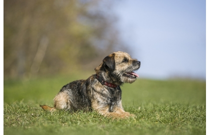 🐶 Border teriér je malý, pracovní pes, který je však dostatečně rychlý a vytrvalý, aby dokázal doprovázet koně. Je skvělým pomocníkem pro aktivní myslivce, ale také výborným společníkem. Ve srovnání s jinými teriéry má klidnou, vyrovnanou povahu, je přátelský, snadno cvičitelný a málo tvrdohlavý. Vyniká svou přizpůsobivostí. Se svým majitelem dokáže sdílet jeho životní styl i prostředí. K mnoha jiným plusům můžeme přičíst také jeho nenáročnost na péči a výživu. Přestože se jedná o poměrně staré plemeno, nepatří mezi masívně rozšířené rasy. Kdo se však jednou seznámí s tímto veselým a kamarádským plemenem, zůstává mu většinou věrný a zřídkakdy hledá jinou rasu.