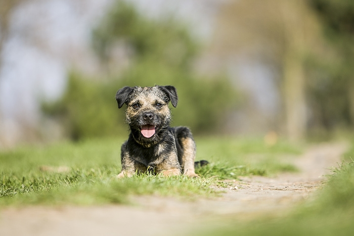 🐶 Border teriér je malý, pracovní pes, který je však dostatečně rychlý a vytrvalý, aby dokázal doprovázet koně. Je skvělým pomocníkem pro aktivní myslivce, ale také výborným společníkem. Ve srovnání s jinými teriéry má klidnou, vyrovnanou povahu, je přátelský, snadno cvičitelný a málo tvrdohlavý. Vyniká svou přizpůsobivostí. Se svým majitelem dokáže sdílet jeho životní styl i prostředí. K mnoha jiným plusům můžeme přičíst také jeho nenáročnost na péči a výživu. Přestože se jedná o poměrně staré plemeno, nepatří mezi masívně rozšířené rasy. Kdo se však jednou seznámí s tímto veselým a kamarádským plemenem, zůstává mu většinou věrný a zřídkakdy hledá jinou rasu.