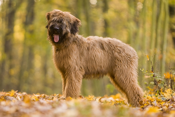 <p class="highlight">🐶 Briard je vousatý společník, který rád sdílí svůj život se svým majitelem a celou jeho rodinou. </p>
<div>V jeho vlastnostech se mísí oddanost a láska, s nezávislostí a individualitou. Díky své učenlivosti a ochotě pracovat je velmi vhodný pro sportovní výcvik nebo pro uplatnění v některém psím sportu (agility, flyball, poslušnost, pasení, stopování). Srst Briarda je náchylná k ušpinění a vyžaduje pravidelnou každodenní péči. Přestože je schopen žít venku, měl by mu být umožněn přístup do domu, aby mohl být nablízku své rodině. Obvykle se dobrovolně drží v blízkosti svého pána a nemá tendence se toulat nebo utíkat. Postrádá lovecké instinkty, proto se nemusíte obávat, že by se na procházkách pustil do pronásledování zajíce nebo srnky. K vlastní rodině a dětem má Briard velmi hezký vztah, ale vůči cizím lidem zůstává ostražitý a rezervovaný. Protože potřebuje důsledného pána, kterého by mohl respektovat, doporučuje se spíše zkušenějším chovatelům. </div>