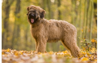 🐶 Briard je vousatý společník, který rád sdílí svůj život se svým majitelem a celou jeho rodinou.  V jeho vlastnostech se mísí oddanost a láska, s nezávislostí a individualitou. Díky své učenlivosti a ochotě pracovat je velmi vhodný pro sportovní výcvik nebo pro uplatnění v některém psím sportu (agility, flyball, poslušnost, pasení, stopování). Srst Briarda je náchylná k ušpinění a vyžaduje pravidelnou každodenní péči. Přestože je schopen žít venku, měl by mu být umožněn přístup do domu, aby mohl být nablízku své rodině. Obvykle se dobrovolně drží v blízkosti svého pána a nemá tendence se toulat nebo utíkat. Postrádá lovecké instinkty, proto se nemusíte obávat, že by se na procházkách pustil do pronásledování zajíce nebo srnky. K vlastní rodině a dětem má Briard velmi hezký vztah, ale vůči cizím lidem zůstává ostražitý a rezervovaný. Protože potřebuje důsledného pána, kterého by mohl respektovat, doporučuje se spíše zkušenějším chovatelům. 