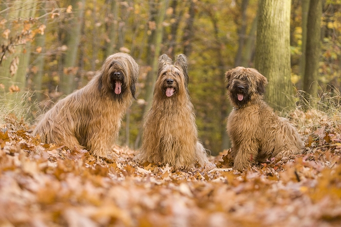 🐶 Briard je vousatý společník, který rád sdílí svůj život se svým majitelem a celou jeho rodinou. V jeho vlastnostech se mísí oddanost a láska, s nezávislostí a individualitou. Díky své učenlivosti a ochotě pracovat je velmi vhodný pro sportovní výcvik nebo pro uplatnění v některém psím sportu (agility, flyball, poslušnost, pasení, stopování). Srst Briarda je náchylná k ušpinění a vyžaduje pravidelnou každodenní péči. Přestože je schopen žít venku, měl by mu být umožněn přístup do domu, aby mohl být nablízku své rodině. Obvykle se dobrovolně drží v blízkosti svého pána a nemá tendence se toulat nebo utíkat. Postrádá lovecké instinkty, proto se nemusíte obávat, že by se na procházkách pustil do pronásledování zajíce nebo srnky. K vlastní rodině a dětem má Briard velmi hezký vztah, ale vůči cizím lidem zůstává ostražitý a rezervovaný. Protože potřebuje důsledného pána, kterého by mohl respektovat, doporučuje se spíše zkušenějším chovatelům. 