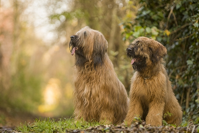 🐶 Briard je vousatý společník, který rád sdílí svůj život se svým majitelem a celou jeho rodinou. V jeho vlastnostech se mísí oddanost a láska, s nezávislostí a individualitou. Díky své učenlivosti a ochotě pracovat je velmi vhodný pro sportovní výcvik nebo pro uplatnění v některém psím sportu (agility, flyball, poslušnost, pasení, stopování). Srst Briarda je náchylná k ušpinění a vyžaduje pravidelnou každodenní péči. Přestože je schopen žít venku, měl by mu být umožněn přístup do domu, aby mohl být nablízku své rodině. Obvykle se dobrovolně drží v blízkosti svého pána a nemá tendence se toulat nebo utíkat. Postrádá lovecké instinkty, proto se nemusíte obávat, že by se na procházkách pustil do pronásledování zajíce nebo srnky. K vlastní rodině a dětem má Briard velmi hezký vztah, ale vůči cizím lidem zůstává ostražitý a rezervovaný. Protože potřebuje důsledného pána, kterého by mohl respektovat, doporučuje se spíše zkušenějším chovatelům. 