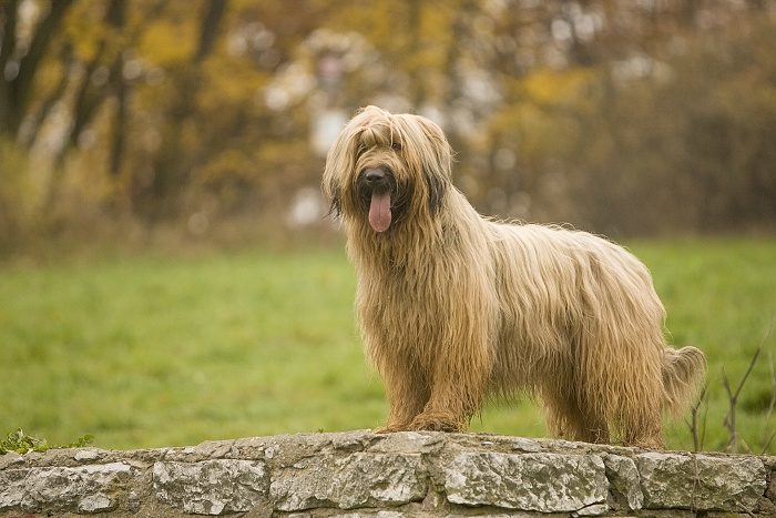 🐶 Briard je vousatý společník, který rád sdílí svůj život se svým majitelem a celou jeho rodinou. V jeho vlastnostech se mísí oddanost a láska, s nezávislostí a individualitou. Díky své učenlivosti a ochotě pracovat je velmi vhodný pro sportovní výcvik nebo pro uplatnění v některém psím sportu (agility, flyball, poslušnost, pasení, stopování). Srst Briarda je náchylná k ušpinění a vyžaduje pravidelnou každodenní péči. Přestože je schopen žít venku, měl by mu být umožněn přístup do domu, aby mohl být nablízku své rodině. Obvykle se dobrovolně drží v blízkosti svého pána a nemá tendence se toulat nebo utíkat. Postrádá lovecké instinkty, proto se nemusíte obávat, že by se na procházkách pustil do pronásledování zajíce nebo srnky. K vlastní rodině a dětem má Briard velmi hezký vztah, ale vůči cizím lidem zůstává ostražitý a rezervovaný. Protože potřebuje důsledného pána, kterého by mohl respektovat, doporučuje se spíše zkušenějším chovatelům. 
