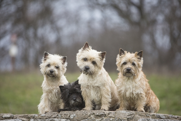 <p class="highlight">🐶 Cairn teriér - v minulosti sloužil cairnteriér k lovu drobné zvěře a škůdců. Dnes je to společník vhodný do každé rodiny. </p>
<div>Čím větší bude rodina, tím bude „kerník“ šťastnější a tím více lásky bude rozdávat. Je to malý, zvědavý neposeda, který si rád hraje, objevuje nové věci a s kterým se určitě nebudete nudit. Jako každý správný teriér je odvážný a neohrožený, stejně tak jako sebevědomý a paličatý. Potřebuje důslednou, ale laskavou výchovu, aby respektoval určená pravidla a nepřerostl svému majiteli přes hlavu. Nejšťastnější bude doma se svou rodinou, ale protože hodně a rád štěká, zvažte pořízení toho psa, pokud bydlíte v panelovém domě a máte citlivé sousedy, kterým by se častý psí štěkot nemusel líbit. Cairn teriér je stejně aktivní doma i venku a pokud mu denně nezajistíte dostatek pohybu a odpovídající zaměstnání, začne se brzy nudit, což se může projevit destruktivním chováním a devastaci Vašeho bytu. Nejlepší volbou je využít jeho hravost, inteligenci a energii a zapojit ho do některého psího sportu. Společně strávený čas přinese radost Vám i Vašemu psovi.</div>
<div> </div>