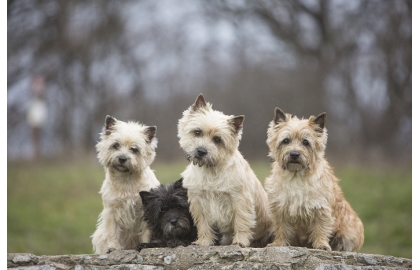 🐶 Cairn teriér - v minulosti sloužil cairnteriér k lovu drobné zvěře a škůdců. Dnes je to společník vhodný do každé rodiny.  Čím větší bude rodina, tím bude „kerník“ šťastnější a tím více lásky bude rozdávat. Je to malý, zvědavý neposeda, který si rád hraje, objevuje nové věci a s kterým se určitě nebudete nudit. Jako každý správný teriér je odvážný a neohrožený, stejně tak jako sebevědomý a paličatý. Potřebuje důslednou, ale laskavou výchovu, aby respektoval určená pravidla a nepřerostl svému majiteli přes hlavu. Nejšťastnější bude doma se svou rodinou, ale protože hodně a rád štěká, zvažte pořízení toho psa, pokud bydlíte v panelovém domě a máte citlivé sousedy, kterým by se častý psí štěkot nemusel líbit. Cairn teriér je stejně aktivní doma i venku a pokud mu denně nezajistíte dostatek pohybu a odpovídající zaměstnání, začne se brzy nudit, což se může projevit destruktivním chováním a devastaci Vašeho bytu. Nejlepší volbou je využít jeho hravost, inteligenci a energii a zapojit ho do některého psího sportu. Společně strávený čas přinese radost Vám i Vašemu psovi.  