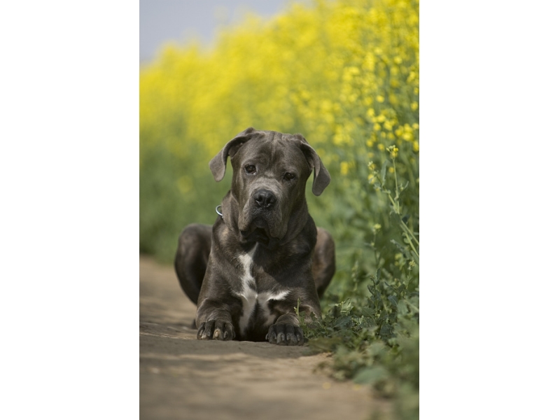 <p class="highlight">🐶 Cane corso je staré italské plemeno, původně používané k ochraně majetku a lovu velké zvěře. </p><div>Je to silný, atletický pes s dobře vyvinutými svaly. Nedoporučuje se pro začínající nebo nezkušené chovatele, protože od malička potřebuje důsledný výcvik, ale bez použití násilí nebo tvrdých metod. Vůči cizím lidem a zvířatům bývá lhostejný, ale svou rodinu včetně dětí miluje a rád se s nimi mazlí. Vůči všem členům rodiny je tento pes laskavý, pozorný a loajální. Nikdy neváhá se rázně postavit na obranu majitele nebo jeho majetku, ale nikdy neútočí jako první. Cane corso potřebuje každodenní pohyb a duševní stimulaci. Pokud se bude nudit, najde si vlastní práci a zábavu v podobě štěkání na kolemjdoucí, hrabání děr nebo kousání nábytku.  </div>