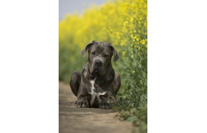 🐶 Cane corso je staré italské plemeno, původně používané k ochraně majetku a lovu velké zvěře. Je to silný, atletický pes s dobře vyvinutými svaly. Nedoporučuje se pro začínající nebo nezkušené chovatele, protože od malička potřebuje důsledný výcvik, ale bez použití násilí nebo tvrdých metod. Vůči cizím lidem a zvířatům bývá lhostejný, ale svou rodinu včetně dětí miluje a rád se s nimi mazlí. Vůči všem členům rodiny je tento pes laskavý, pozorný a loajální. Nikdy neváhá se rázně postavit na obranu majitele nebo jeho majetku, ale nikdy neútočí jako první. Cane corso potřebuje každodenní pohyb a duševní stimulaci. Pokud se bude nudit, najde si vlastní práci a zábavu v podobě štěkání na kolemjdoucí, hrabání děr nebo kousání nábytku.  