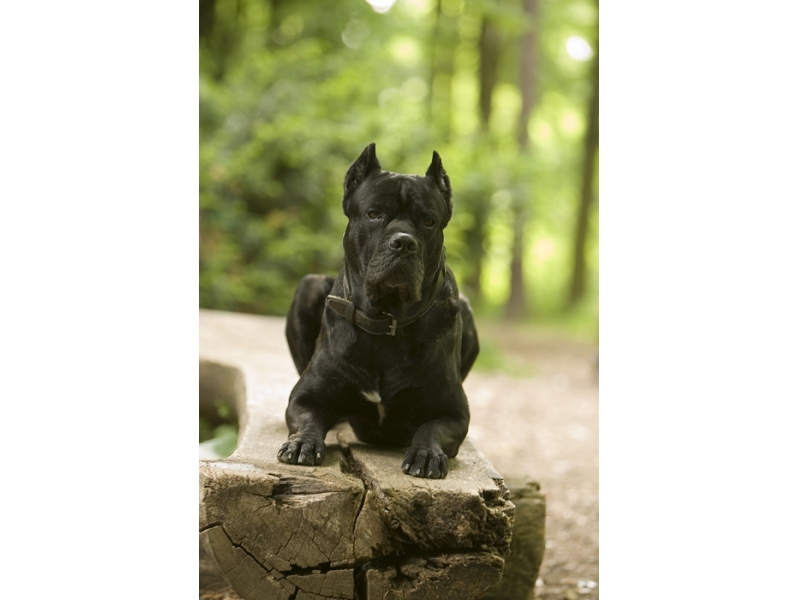 🐶 Cane corso je staré italské plemeno, původně používané k ochraně majetku a lovu velké zvěře. Je to silný, atletický pes s dobře vyvinutými svaly. Nedoporučuje se pro začínající nebo nezkušené chovatele, protože od malička potřebuje důsledný výcvik, ale bez použití násilí nebo tvrdých metod. Vůči cizím lidem a zvířatům bývá lhostejný, ale svou rodinu včetně dětí miluje a rád se s nimi mazlí. Vůči všem členům rodiny je tento pes laskavý, pozorný a loajální. Nikdy neváhá se rázně postavit na obranu majitele nebo jeho majetku, ale nikdy neútočí jako první. Cane corso potřebuje každodenní pohyb a duševní stimulaci. Pokud se bude nudit, najde si vlastní práci a zábavu v podobě štěkání na kolemjdoucí, hrabání děr nebo kousání nábytku.  