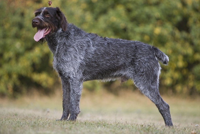 <p class="highlight">🐶 Český fousek - pokud hledáte hodného, snadno cvičitelného, loveckého psa, který zastane práci na poli, v lese i ve vodě, nemusíte již dále hledat. Český fousek splňuje všechny tyto požadavky. </p>
<div>V dnešní době ho stále častěji můžeme vidět také v roli rodinného společníka. Jako všichni ohaři potřebuje hodně pohybu. Pokud mu splníte tento jeho základní požadavek, nebudete s ním mít více starostí. Srst je téměř bezúdržbová a výcvik českého fouska zvládne i méně zkušený chovatel. Český fousek má skvělý charakter a nevidíme u něj žádné projevy agrese. Skvěle vychází jak s lidmi, tak se zvířaty. Vzhledem ke svým silným loveckým pudům, má ale tendenci honit rychle se pohybující předměty. Nejlepším životním prostorem je pro něj venkov nebo malé město. Srst ho chrání natolik dobře, že je schopen žít celoročně venku, ale stejně dobře se přizpůsobí i životu v domě. Český fousek je jedním z českých psích plemen a je to plemeno, na které můžeme být právem hrdi. </div>