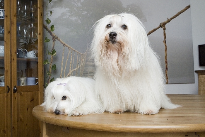 <p class="highlight">🐶 Coton de Tulear je malý společenský pes. Díky své úžasné přítulné a láskyplné povaze získal označení „psí antidepresivum.“ </p>
<div>Cotonek velmi miluje lidi a nesnáší odloučení od své rodiny. Je určený k celoročnímu chovu v bytě. Dobrou zprávou je, že tito psi jsou ke všem přátelští, nelínají ani zbytečně neštěkají, takže i sousedé budou Vašeho psa milovat. Jemná bílá srst vyžaduje každodenní péči, ale je překvapivě snadná. Výcvik není složitý, protože Bavlníček rychle chápe a rád se učí. Coton de Tuléar je vytrvalý pes, který miluje procházky, ale svou aktivitou se přizpůsobí činnostem svého pána. Je to milý a láskyplný společník pro lidi každého věku. Uplatní se v některých psích sportech. Zvládne agility, poslušnost nebo tanec se psem. </div>