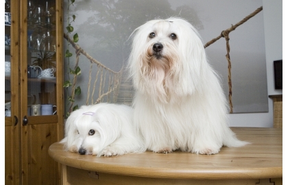 🐶 Coton de Tulear je malý společenský pes. Díky své úžasné přítulné a láskyplné povaze získal označení „psí antidepresivum.“  Cotonek velmi miluje lidi a nesnáší odloučení od své rodiny. Je určený k celoročnímu chovu v bytě. Dobrou zprávou je, že tito psi jsou ke všem přátelští, nelínají ani zbytečně neštěkají, takže i sousedé budou Vašeho psa milovat. Jemná bílá srst vyžaduje každodenní péči, ale je překvapivě snadná. Výcvik není složitý, protože Bavlníček rychle chápe a rád se učí. Coton de Tuléar je vytrvalý pes, který miluje procházky, ale svou aktivitou se přizpůsobí činnostem svého pána. Je to milý a láskyplný společník pro lidi každého věku. Uplatní se v některých psích sportech. Zvládne agility, poslušnost nebo tanec se psem. 