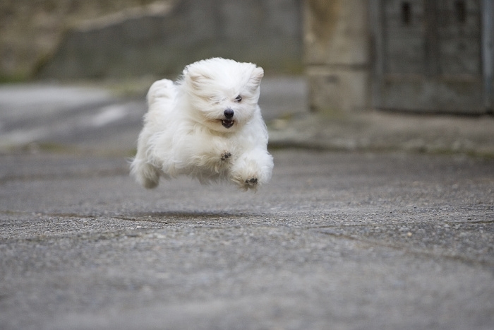 🐶 Coton de Tulear je malý společenský pes. Díky své úžasné přítulné a láskyplné povaze získal označení „psí antidepresivum.“ Cotonek velmi miluje lidi a nesnáší odloučení od své rodiny. Je určený k celoročnímu chovu v bytě. Dobrou zprávou je, že tito psi jsou ke všem přátelští, nelínají ani zbytečně neštěkají, takže i sousedé budou Vašeho psa milovat. Jemná bílá srst vyžaduje každodenní péči, ale je překvapivě snadná. Výcvik není složitý, protože Bavlníček rychle chápe a rád se učí. Coton de Tuléar je vytrvalý pes, který miluje procházky, ale svou aktivitou se přizpůsobí činnostem svého pána. Je to milý a láskyplný společník pro lidi každého věku. Uplatní se v některých psích sportech. Zvládne agility, poslušnost nebo tanec se psem. 