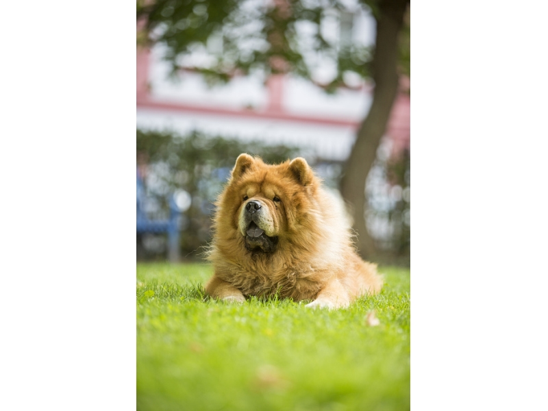 🐶 Čau Čau - nejtypičtějším rozpoznávacím znakem je načechraná srst, zamračený výraz a modro-černý jazyk. Přestože toto plemeno u nás není v našich končinách velmi rozšířené, není snad člověka, který by ho neznal. Je to věrný, nezávislý až umíněný pes. Potřebuje pána, který bude respektovat jeho osobnost a trpělivě povede konzistentní, pozitivní výcvik, ale nedovolí psovi převzít vůdčí roli. Na oplátku mu bude Čau-Čau věrným společníkem a bude spolehlivě chránit jeho rodinu a majetek. Vůči cizincům je rezervovaný. Protože je to klidný pes s menšími nároky na pohyb, může být Čau-Čau chován v bytech. Netrpí separační úzkostí a v klidu vyčká návratu majitele. Hustá srst chrání psy proti chladu, ale zároveň způsobuje horší toleranci tepla. V horkých letních dnech potřebují psi ochranu před přehřátím a dostatek pitné vody. V dnešní době nepatří Čau-Čau mezi nejpočetněji zastoupená plemena u nás, ale i tak má své příznivce, kteří dokážou ocenit jeho věrnost a nezávislý charakter.    