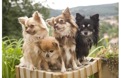 🐶 Čivava - pro tyto veselé a temperamentní psy není nic lepšího, než být ve společnosti svého pána.  Čivava je nejmenší psí plemeno na světě. Se zájmem sledují dění v domácnosti, rádi se nechávají vozit v tašce na kole nebo doprovázejí svého majitele na nákupech či procházkách. Často si tvoří úzkou vazbu s jednou osobou. Jsou to inteligentní a rychlí studenti. Snadno se naučí novým dovednostem. Můžete je trénovat v agility nebo poslušnosti. Pro pochvalu nebo odměnu Vám rády vyhoví, ale na drsné zacházení nebudou reagovat. Čivavy jsou zvědaví a odvážní průzkumníci. Často zapomínají, že jsou malé a směle se postaví i velkým psům, což se jim může stát osudným. Vůči cizím lidem i zvířatům jsou ostražité. Návštěvy ohlašují štěkotem a přes svůj malý vzrůst jsou to dobří hlídači. Čivavy nejsou náročné na pohyb. Stačí jim krátká procházka 20-30 minut denně. Jsou to výborní společníci, nenároční na péči a proto jsou čivavy velmi vhodnými psy pro seniory. Nejsou tolerantní na chlad a jsou předurčeny k chování v bytech. 