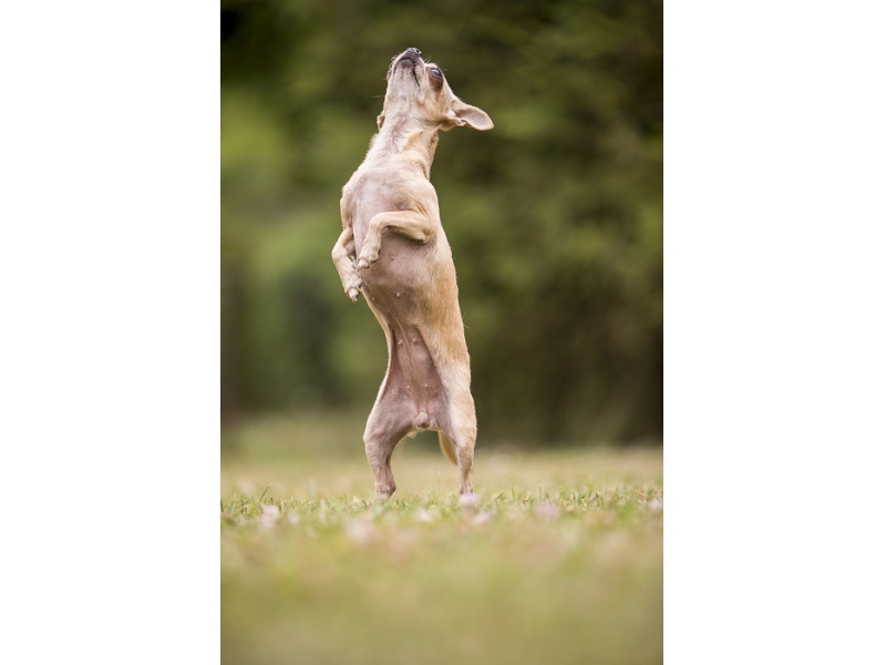 🐶 Čivava - pro tyto veselé a temperamentní psy není nic lepšího, než být ve společnosti svého pána. Čivava je nejmenší psí plemeno na světě. Se zájmem sledují dění v domácnosti, rádi se nechávají vozit v tašce na kole nebo doprovázejí svého majitele na nákupech či procházkách. Často si tvoří úzkou vazbu s jednou osobou. Jsou to inteligentní a rychlí studenti. Snadno se naučí novým dovednostem. Můžete je trénovat v agility nebo poslušnosti. Pro pochvalu nebo odměnu Vám rády vyhoví, ale na drsné zacházení nebudou reagovat. Čivavy jsou zvědaví a odvážní průzkumníci. Často zapomínají, že jsou malé a směle se postaví i velkým psům, což se jim může stát osudným. Vůči cizím lidem i zvířatům jsou ostražité. Návštěvy ohlašují štěkotem a přes svůj malý vzrůst jsou to dobří hlídači. Čivavy nejsou náročné na pohyb. Stačí jim krátká procházka 20-30 minut denně. Jsou to výborní společníci, nenároční na péči a proto jsou čivavy velmi vhodnými psy pro seniory. Nejsou tolerantní na chlad a jsou předurčeny k chování v bytech. 