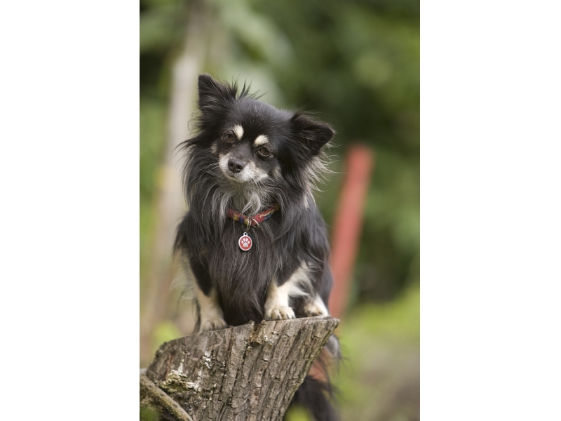 🐶 Čivava - pro tyto veselé a temperamentní psy není nic lepšího, než být ve společnosti svého pána. Čivava je nejmenší psí plemeno na světě. Se zájmem sledují dění v domácnosti, rádi se nechávají vozit v tašce na kole nebo doprovázejí svého majitele na nákupech či procházkách. Často si tvoří úzkou vazbu s jednou osobou. Jsou to inteligentní a rychlí studenti. Snadno se naučí novým dovednostem. Můžete je trénovat v agility nebo poslušnosti. Pro pochvalu nebo odměnu Vám rády vyhoví, ale na drsné zacházení nebudou reagovat. Čivavy jsou zvědaví a odvážní průzkumníci. Často zapomínají, že jsou malé a směle se postaví i velkým psům, což se jim může stát osudným. Vůči cizím lidem i zvířatům jsou ostražité. Návštěvy ohlašují štěkotem a přes svůj malý vzrůst jsou to dobří hlídači. Čivavy nejsou náročné na pohyb. Stačí jim krátká procházka 20-30 minut denně. Jsou to výborní společníci, nenároční na péči a proto jsou čivavy velmi vhodnými psy pro seniory. Nejsou tolerantní na chlad a jsou předurčeny k chování v bytech. 