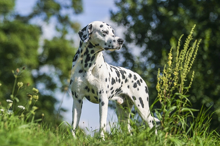 <p class="highlight">🐶 Dalmatin je silný a aktivní pes s velkou vytrvalostí. Je to ideální společník pro běžce a turisty. </p><div>V minulosti sloužil jako kočárový pes a z té doby asi pochází jeho velmi dobrý vztah ke koním. Dalmatin velice rád běhá a může se toulat. Je to odvážný a pozorný pes, který má silné pouto na rodinné příslušníky. Je laskavý a inteligentní, ale buďte ostražití pokud si vaše děti hrají ve společnosti jiných lidí. Dalmatin by si mohl dětskou hru vysvětlit jako napadení a chránil by členy své smečky. Díky své nevyčerpatelné energii, inteligenci a vytrvalosti je Dalmatin ideální agility závodník a také flyball nebo frisbee jsou vynikající aktivity pro dobře vycvičeného Dalmatina. Protože má krátkou srst není odolný vůči chladu a nelze jej celoročně chovat venku. Nezbytností je zajistit mu dostatek pohybu a také základní výcvik by měl být samozřejmostí. Ať už bude Váš Dalmatin aktivní rodinný společník, zkušený závodník nebo hlídač, můžete si být jisti, že se správnou kombinaci pohybu, disciplíny a lásky bude vynikajícím členem Vaší rodiny.  </div>