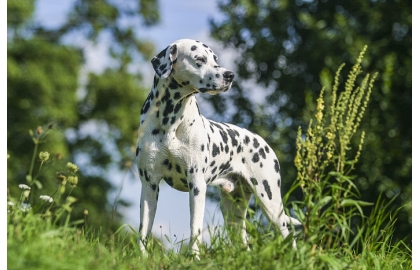 🐶 Dalmatin je silný a aktivní pes s velkou vytrvalostí. Je to ideální společník pro běžce a turisty. V minulosti sloužil jako kočárový pes a z té doby asi pochází jeho velmi dobrý vztah ke koním. Dalmatin velice rád běhá a může se toulat. Je to odvážný a pozorný pes, který má silné pouto na rodinné příslušníky. Je laskavý a inteligentní, ale buďte ostražití pokud si vaše děti hrají ve společnosti jiných lidí. Dalmatin by si mohl dětskou hru vysvětlit jako napadení a chránil by členy své smečky. Díky své nevyčerpatelné energii, inteligenci a vytrvalosti je Dalmatin ideální agility závodník a také flyball nebo frisbee jsou vynikající aktivity pro dobře vycvičeného Dalmatina. Protože má krátkou srst není odolný vůči chladu a nelze jej celoročně chovat venku. Nezbytností je zajistit mu dostatek pohybu a také základní výcvik by měl být samozřejmostí. Ať už bude Váš Dalmatin aktivní rodinný společník, zkušený závodník nebo hlídač, můžete si být jisti, že se správnou kombinaci pohybu, disciplíny a lásky bude vynikajícím členem Vaší rodiny.  