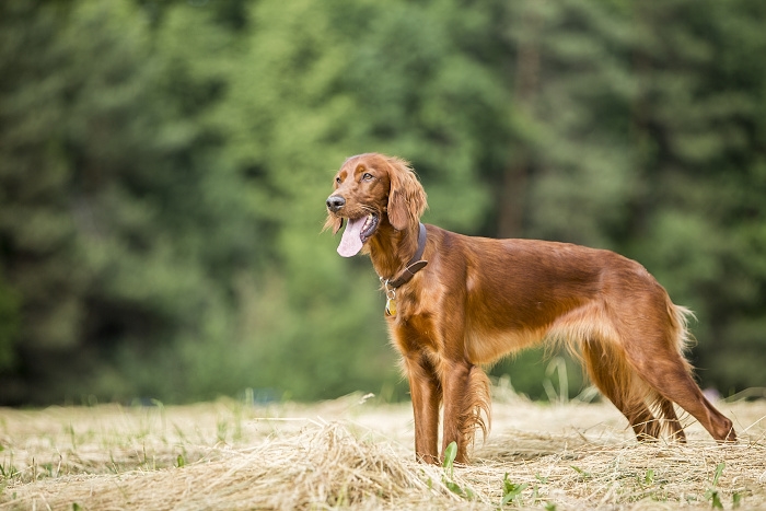 <p class="highlight">🐶 Irský setr je nádherný, elegantní pes mahagonové barvy. Je velmi temperamentní, ale ne agresivní. </p>
<div>Miluje lidi, děti i zvířata a je laskavým a oddaným společníkem. Při procházkách v přírodě je třeba mít na paměti, že má silné lovecké instinkty a vášeň pro lov a snadno se vydá za utíkající kořistí. Tento atletický pes překypuje energií a vyžaduje každodenní dlouhé procházky. Je to velmi radostný a hravý pes, ale nemá rád dlouhé odloučení. Pokud bude dlouho o samotě může to u něj vyvolat úzkost a destruktivní chování. Irský setr má krásnou srst, která je odolná vůči vodě a nepřízni počasí a vyžaduje pouze pravidelné česání, časté koupání není nutné. Kdo si jednou pořídí Irského setra, zamiluje si jeho oddanost, přítulnost a veselého ducha a zpravidla zůstane tomuto plemeni navždy věrný. </div>