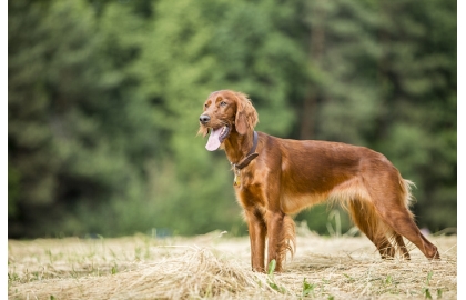 🐶 Irský setr je nádherný, elegantní pes mahagonové barvy. Je velmi temperamentní, ale ne agresivní.  Miluje lidi, děti i zvířata a je laskavým a oddaným společníkem. Při procházkách v přírodě je třeba mít na paměti, že má silné lovecké instinkty a vášeň pro lov a snadno se vydá za utíkající kořistí. Tento atletický pes překypuje energií a vyžaduje každodenní dlouhé procházky. Je to velmi radostný a hravý pes, ale nemá rád dlouhé odloučení. Pokud bude dlouho o samotě může to u něj vyvolat úzkost a destruktivní chování. Irský setr má krásnou srst, která je odolná vůči vodě a nepřízni počasí a vyžaduje pouze pravidelné česání, časté koupání není nutné. Kdo si jednou pořídí Irského setra, zamiluje si jeho oddanost, přítulnost a veselého ducha a zpravidla zůstane tomuto plemeni navždy věrný. 