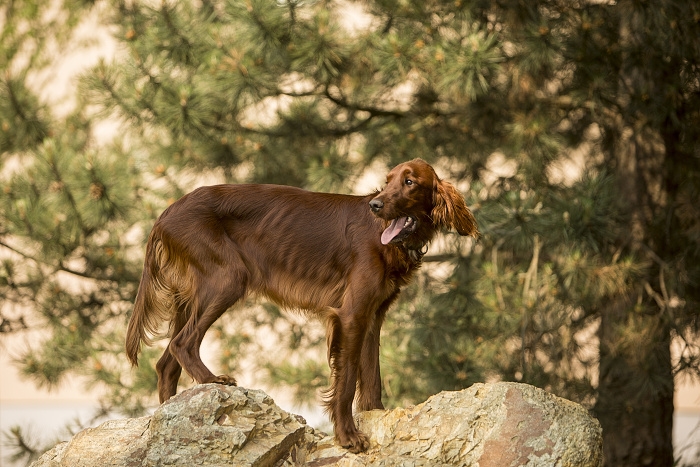 🐶 Irský setr je nádherný, elegantní pes mahagonové barvy. Je velmi temperamentní, ale ne agresivní. Miluje lidi, děti i zvířata a je laskavým a oddaným společníkem. Při procházkách v přírodě je třeba mít na paměti, že má silné lovecké instinkty a vášeň pro lov a snadno se vydá za utíkající kořistí. Tento atletický pes překypuje energií a vyžaduje každodenní dlouhé procházky. Je to velmi radostný a hravý pes, ale nemá rád dlouhé odloučení. Pokud bude dlouho o samotě může to u něj vyvolat úzkost a destruktivní chování. Irský setr má krásnou srst, která je odolná vůči vodě a nepřízni počasí a vyžaduje pouze pravidelné česání, časté koupání není nutné. Kdo si jednou pořídí Irského setra, zamiluje si jeho oddanost, přítulnost a veselého ducha a zpravidla zůstane tomuto plemeni navždy věrný. 