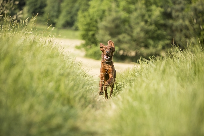 🐶 Irský setr je nádherný, elegantní pes mahagonové barvy. Je velmi temperamentní, ale ne agresivní. Miluje lidi, děti i zvířata a je laskavým a oddaným společníkem. Při procházkách v přírodě je třeba mít na paměti, že má silné lovecké instinkty a vášeň pro lov a snadno se vydá za utíkající kořistí. Tento atletický pes překypuje energií a vyžaduje každodenní dlouhé procházky. Je to velmi radostný a hravý pes, ale nemá rád dlouhé odloučení. Pokud bude dlouho o samotě může to u něj vyvolat úzkost a destruktivní chování. Irský setr má krásnou srst, která je odolná vůči vodě a nepřízni počasí a vyžaduje pouze pravidelné česání, časté koupání není nutné. Kdo si jednou pořídí Irského setra, zamiluje si jeho oddanost, přítulnost a veselého ducha a zpravidla zůstane tomuto plemeni navždy věrný. 