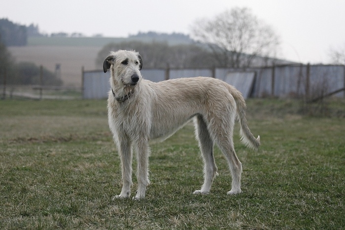 <p class="highlight">🐶 Irský vlkodav je klidný, milující, velmi jemný a laskavý pes. </p><div>Povaha tohoto obra je v rozporu s jeho názvem a vzhledem. Kdo by čekal psa typu „pes baskervilský“, ten by se šeredně spletl. Něžně a citlivě se chová ke všem členům své rodiny a i vůči návštěvám bývá vstřícný. Přesto to vzhledem ke své velikosti není pes pro každého. Kromě větších nároků na stravu je poměrně náročný i na pohyb, ale u tak velkých plemen je potřeba dodržovat určitá pravidla. Zejména u štěňat je nutné pohyb správně dávkovat, aby došlo ke správnému vývinu kostí a pohybového aparátu. Ani dospělý pes by neměl příliš často chodit po schodech. Ideálním životním prostředím je pro irského vlkodava rodinný dům s oplocenou zahradou. </div>