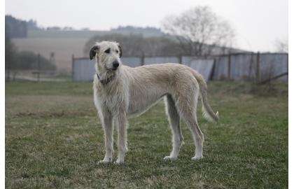 🐶 Irský vlkodav je klidný, milující, velmi jemný a laskavý pes. Povaha tohoto obra je v rozporu s jeho názvem a vzhledem. Kdo by čekal psa typu „pes baskervilský“, ten by se šeredně spletl. Něžně a citlivě se chová ke všem členům své rodiny a i vůči návštěvám bývá vstřícný. Přesto to vzhledem ke své velikosti není pes pro každého. Kromě větších nároků na stravu je poměrně náročný i na pohyb, ale u tak velkých plemen je potřeba dodržovat určitá pravidla. Zejména u štěňat je nutné pohyb správně dávkovat, aby došlo ke správnému vývinu kostí a pohybového aparátu. Ani dospělý pes by neměl příliš často chodit po schodech. Ideálním životním prostředím je pro irského vlkodava rodinný dům s oplocenou zahradou. 