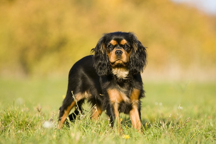 <p class="highlight">🐶 Kavalír King Charles španěl je malý, společenský pes s vyváženou stavbou těla a velmi klidnou, vyrovnanou a přátelskou povahou. </p><div>Od pradávna byl chován ve společnosti lidí a jejich přítomnost je pro něj dodnes zásadní. Kavalír potřebuje sdílet svůj život s lidmi a je velmi přizpůsobivý svému majiteli. Dokáže být čilý a aktivní nebo vyložený gaučový povaleč. Je to pes určený k chovu v bytě. Snadno a rád se učí novým věcem a jeho výcvik není náročný. Díky své inteligenci a lásce ke sportu se uplatní v mnoha psích sportovních disciplínách, jakými jsou agility, flyball, dogdancing nebo frisbee. Jeho něžná duše potřebuje pozitivní přístup. Díky své vyrovnané a nezáludné povaze je toto plemeno vhodné i pro začínající chovatele.  </div>