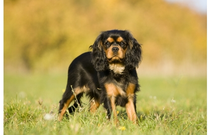 🐶 Kavalír King Charles španěl je malý, společenský pes s vyváženou stavbou těla a velmi klidnou, vyrovnanou a přátelskou povahou. Od pradávna byl chován ve společnosti lidí a jejich přítomnost je pro něj dodnes zásadní. Kavalír potřebuje sdílet svůj život s lidmi a je velmi přizpůsobivý svému majiteli. Dokáže být čilý a aktivní nebo vyložený gaučový povaleč. Je to pes určený k chovu v bytě. Snadno a rád se učí novým věcem a jeho výcvik není náročný. Díky své inteligenci a lásce ke sportu se uplatní v mnoha psích sportovních disciplínách, jakými jsou agility, flyball, dogdancing nebo frisbee. Jeho něžná duše potřebuje pozitivní přístup. Díky své vyrovnané a nezáludné povaze je toto plemeno vhodné i pro začínající chovatele.  